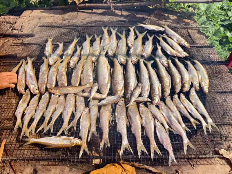 正宗北盘江翘嘴干货