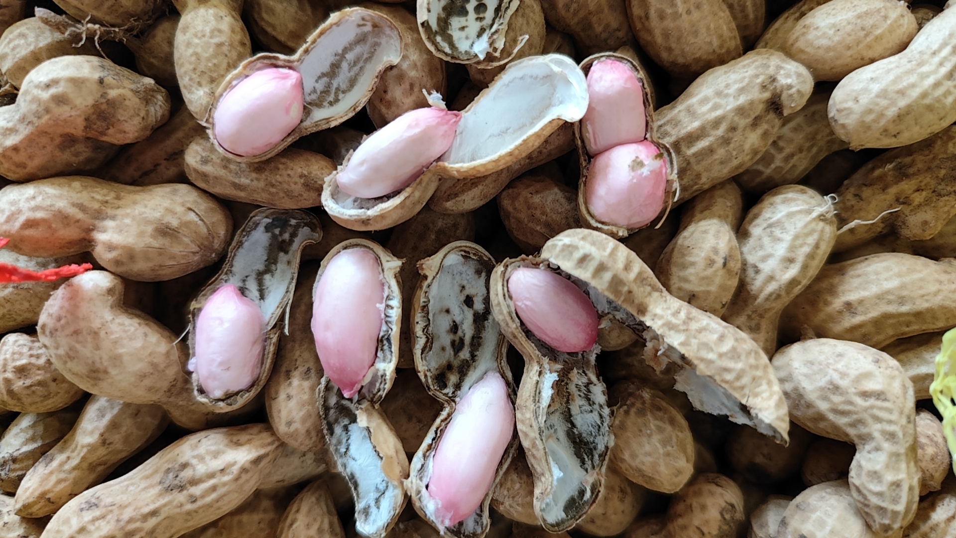山东白沙花生带红衣生花生特写