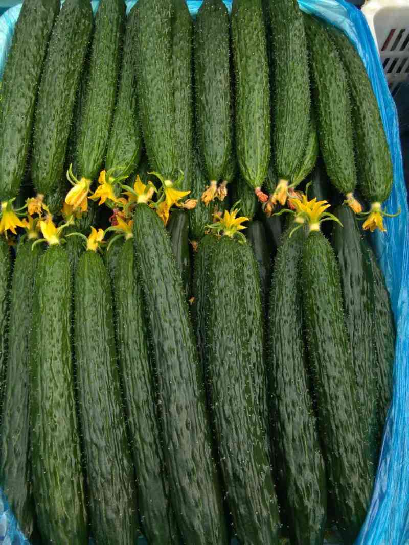 莘县精品黄瓜干花带刺22~25公分品质上乘价格优