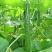 莘县精品黄瓜干花带刺22~25公分品质上乘价格优