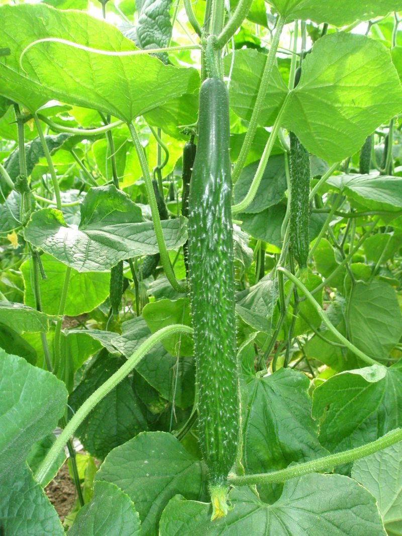 莘县精品黄瓜干花带刺22~25公分品质上乘价格优