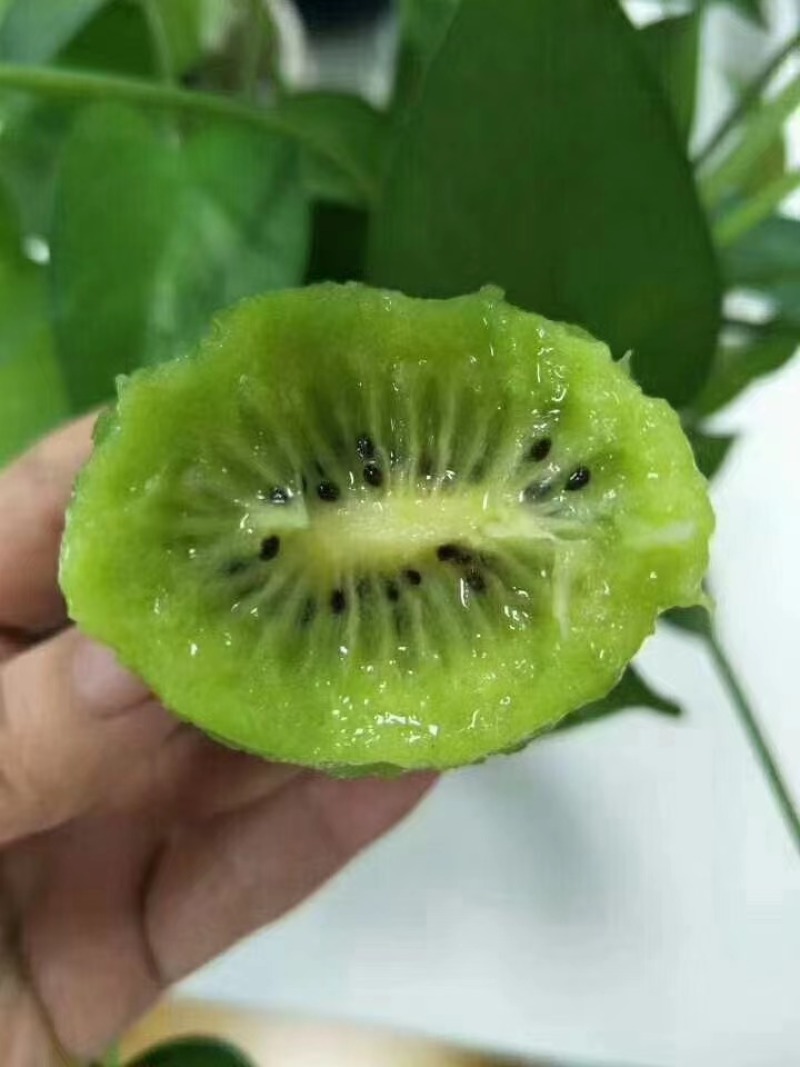 陕西绿心猕猴桃专业产销一条龙对接各级客商走货省心