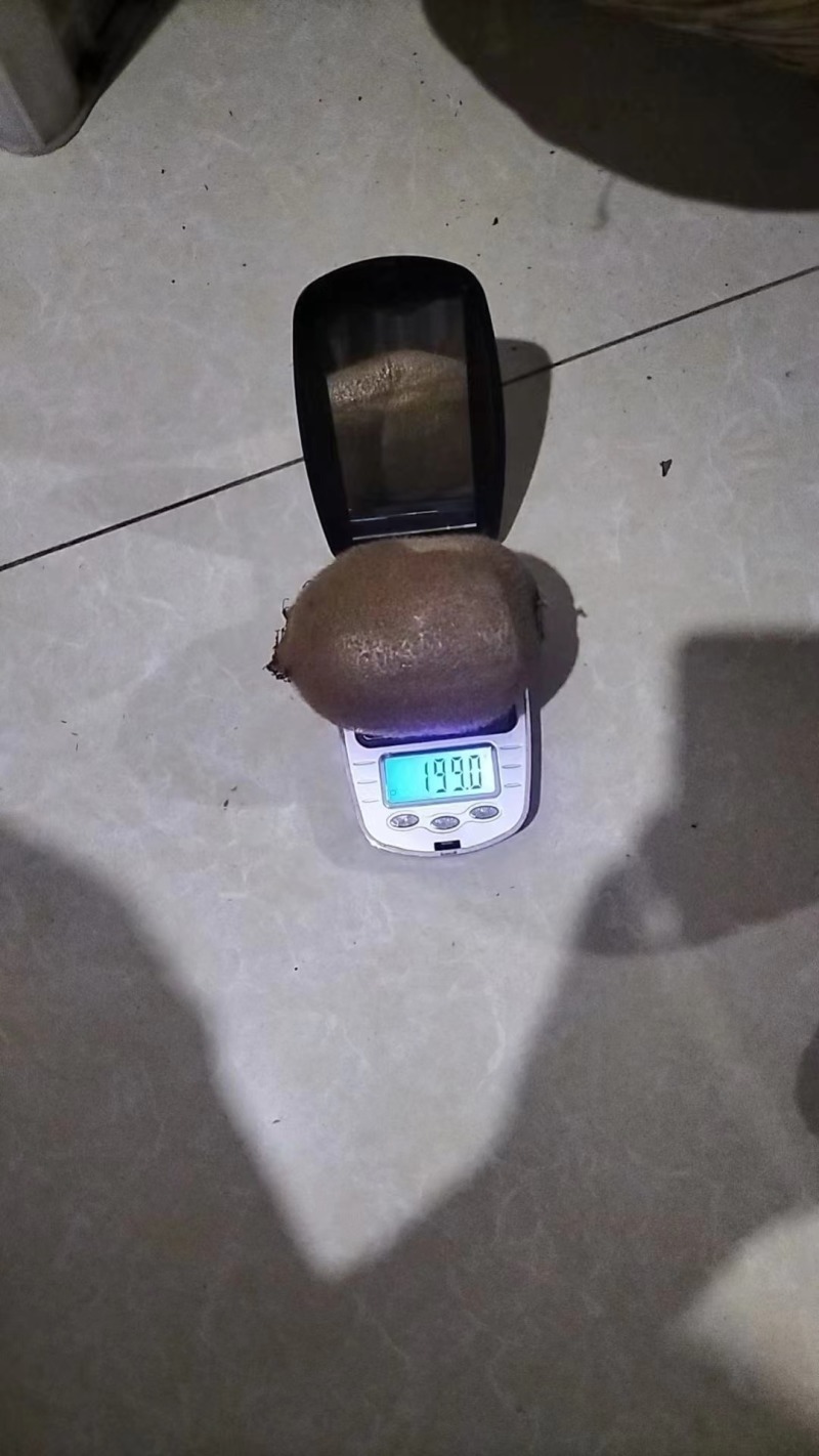眉县海沃德猕猴桃专业产销一条龙服务按需求配货走货省心
