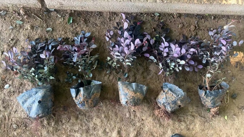 红花继木杯苗16杯黑珍珠纯泥基地直销量大从优