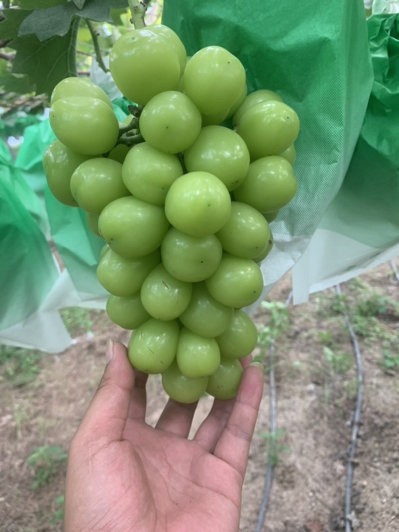 河南夏邑产区阳光玫瑰大量上市中，串行漂亮，