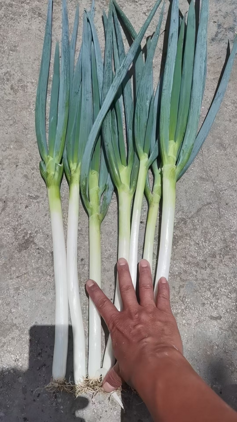 常年供应优质大葱
