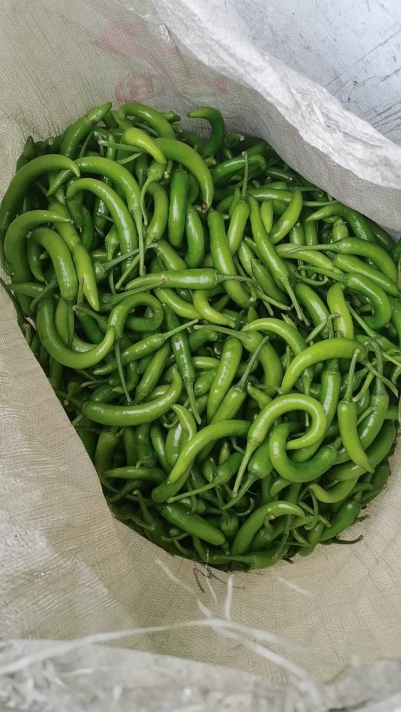 辽宁绥中杭椒0.8
