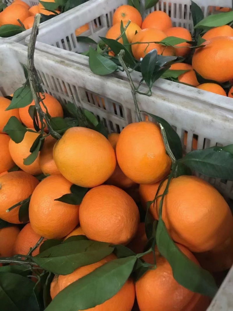 代销批发湖南湖北优质脐橙