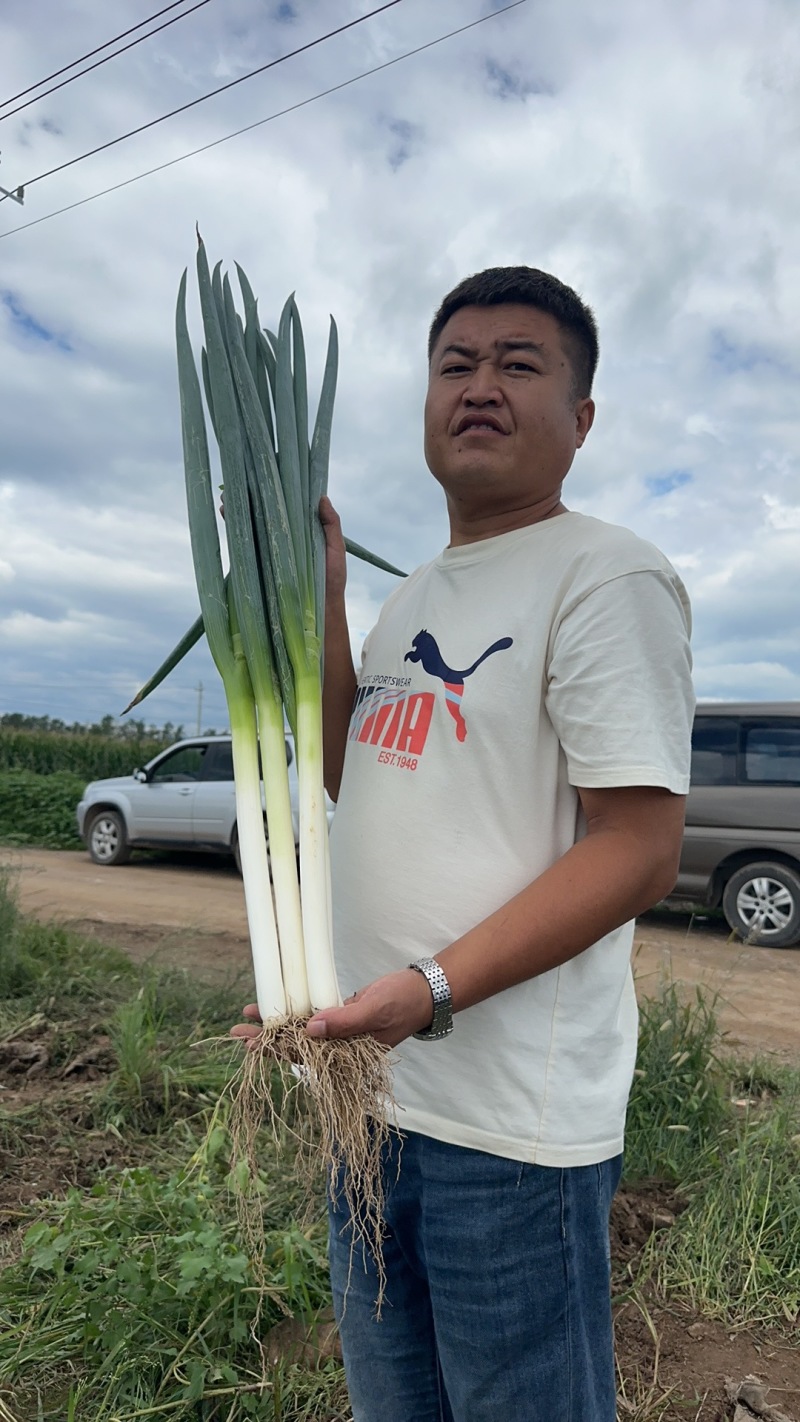 忻州铁杆大葱上市有需要联系，批发市场大量供应