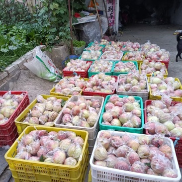 中华寿桃单个5两以上