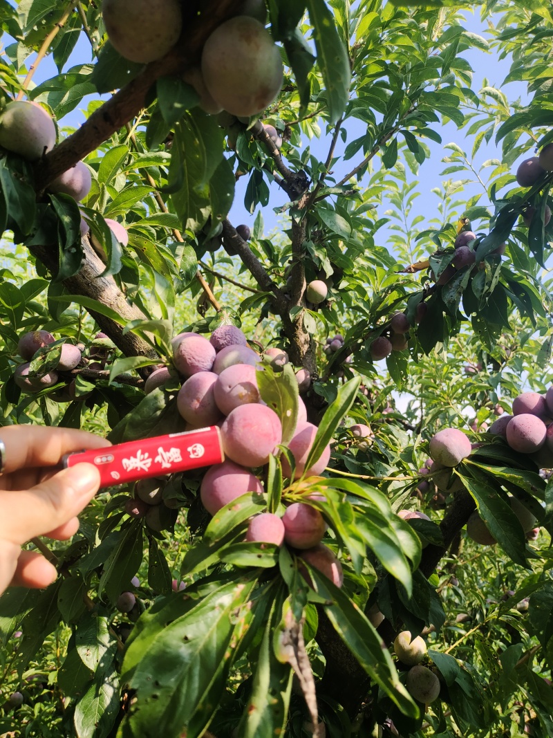 脆红李小果，电商，商品果，各种包装代发全国各地，欢迎咨询