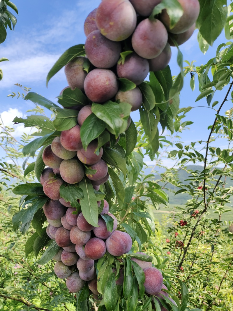 脆红李小果，电商，商品果，各种包装代发全国各地，欢迎咨询