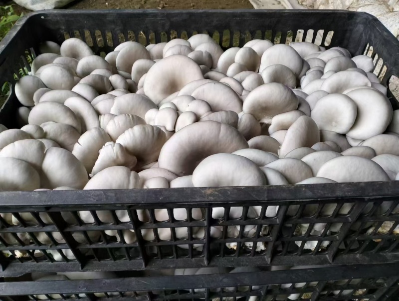 高原菇菇肉饱满鲜平菇平菇全国代办发货