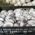高原菇菇肉饱满鲜平菇平菇全国代办发货