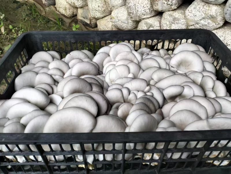 高原菇菇肉饱满鲜平菇平菇全国代办发货