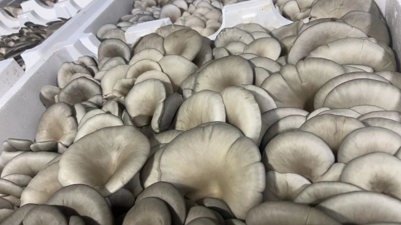 高原菇菇肉饱满鲜平菇平菇全国代办发货