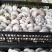 高原菇菇肉饱满鲜平菇平菇全国代办发货