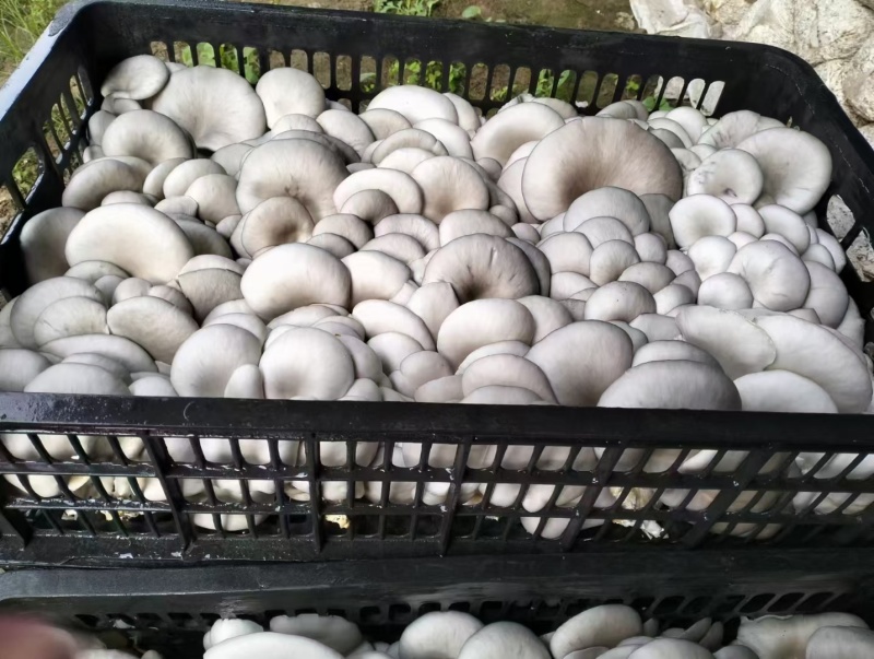 高原菇菇肉饱满鲜平菇平菇全国代办发货