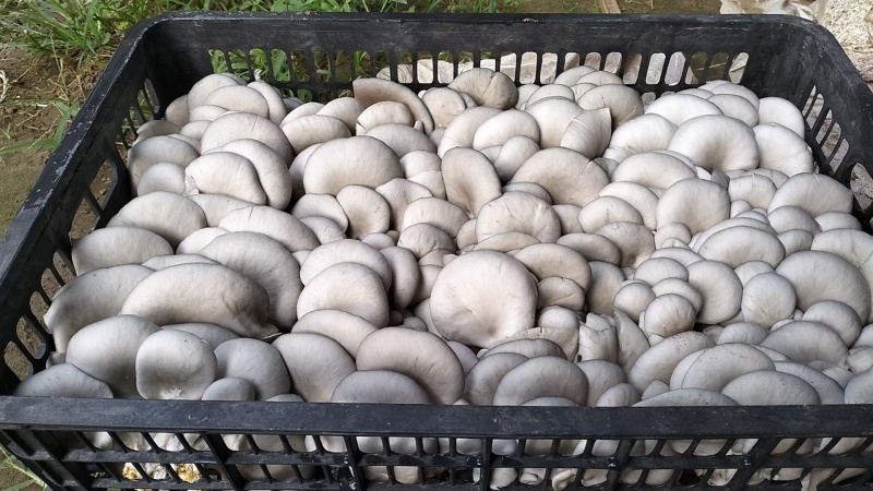 高原菇菇肉饱满鲜平菇平菇全国代办发货