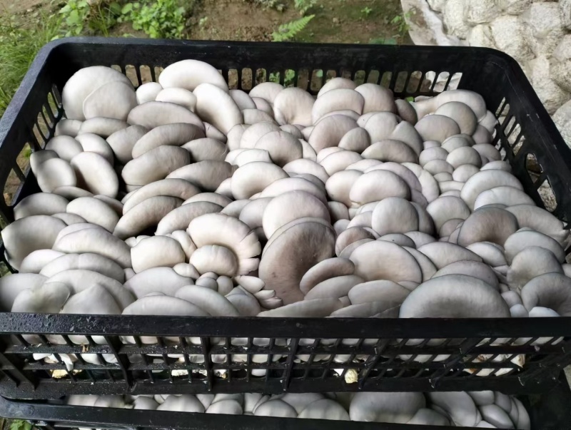 高原菇菇肉饱满鲜平菇平菇全国代办发货