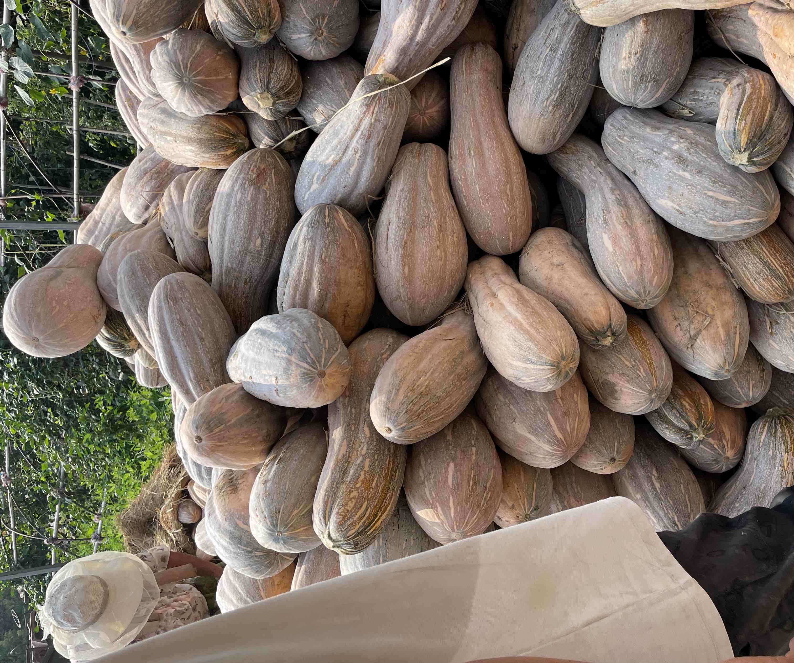 食品安全检测实景:专业人员在二级生物安全柜内,用无菌不锈钢勺取冷藏48小时的蜜本南瓜样品,装入标有'20241022-NP-087'编号的无菌采样袋,背景可见'蜡样芽孢杆菌MPN法检测流程图'及实时荧光PCR仪 实验室场景:检测人员用无菌勺取冷藏南瓜样品置入无菌采样袋,背景为生物安全柜及‘蜡样芽孢杆菌定量检测’标识牌