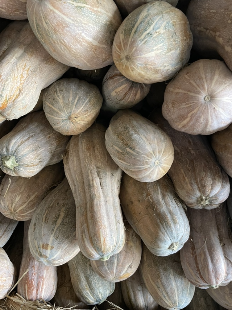 金韩蜜南瓜，大量现货，价格便宜，一手货源