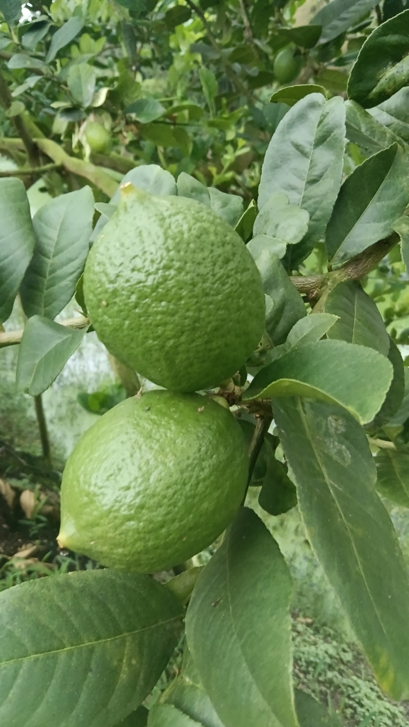 广东香水柠檬