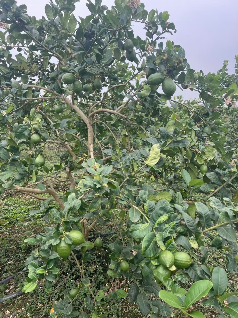 广东香水柠檬