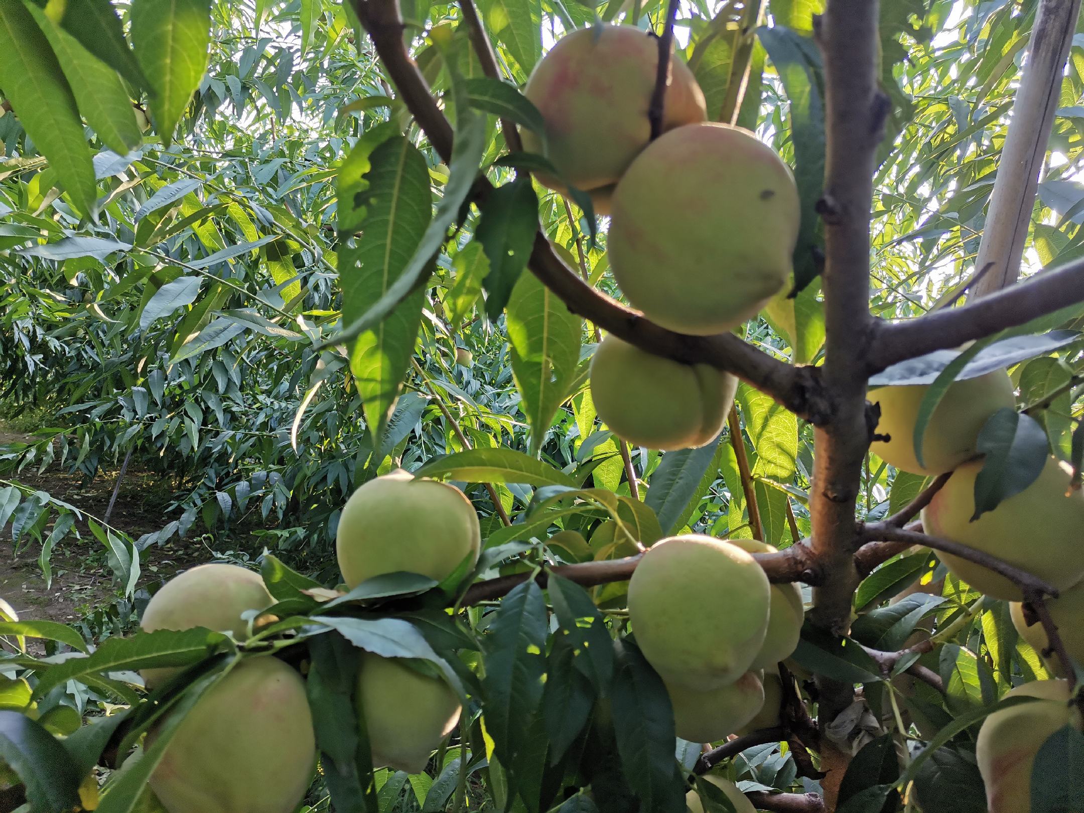 脆桃成熟期分布图