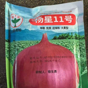 杨星11号洋葱种子