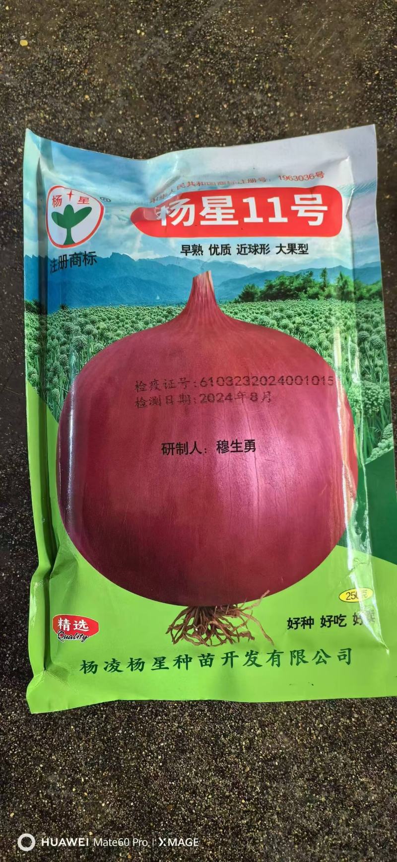 杨星11号洋葱种子