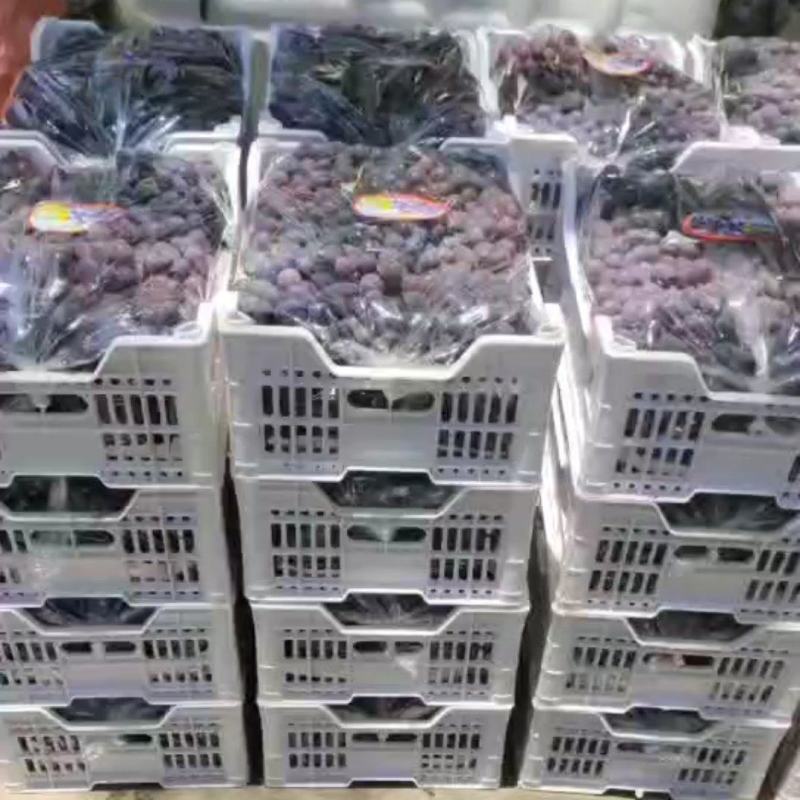 巨峰葡萄甜度高，果粉好，欢迎各地老板过来看果和砸单