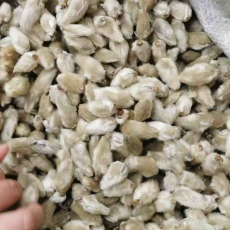 大量供应精品大选辛夷花