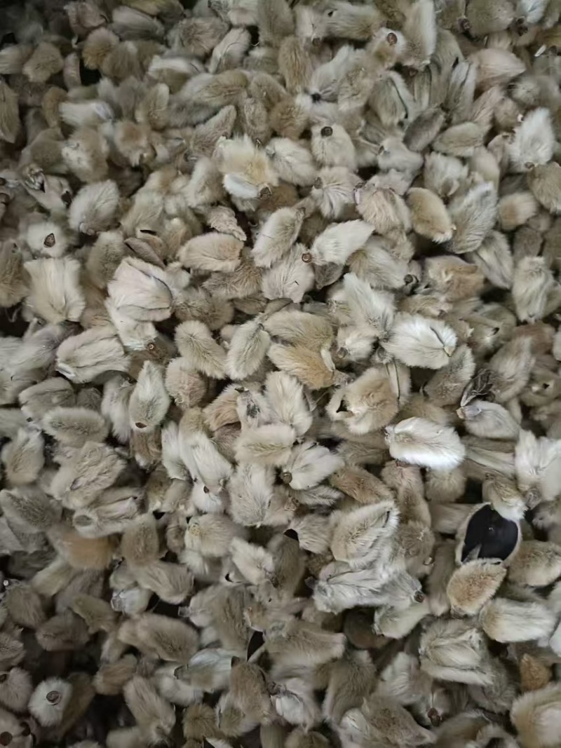 大量供应精品大选辛夷花