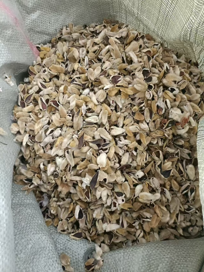 大量供应精品大选辛夷花
