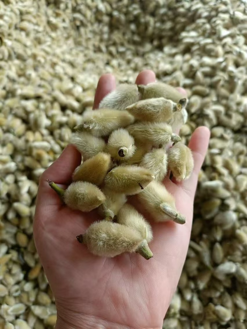 大量供应精品大选辛夷花