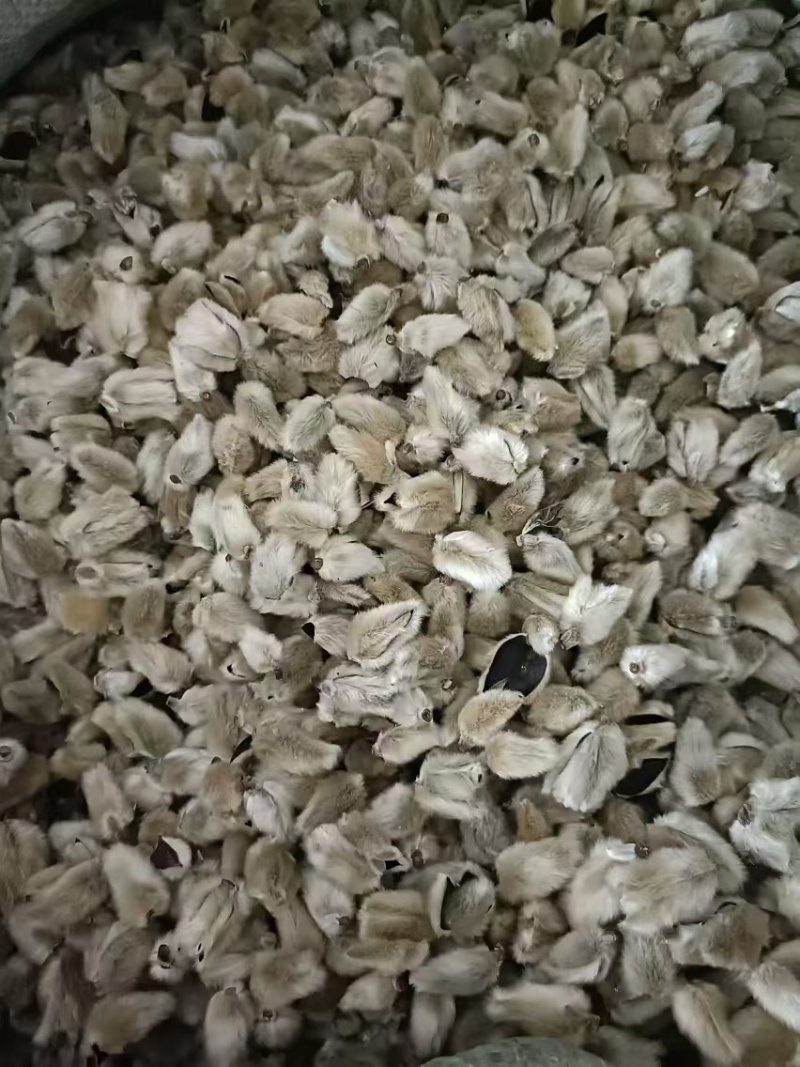 大量供应精品大选辛夷花