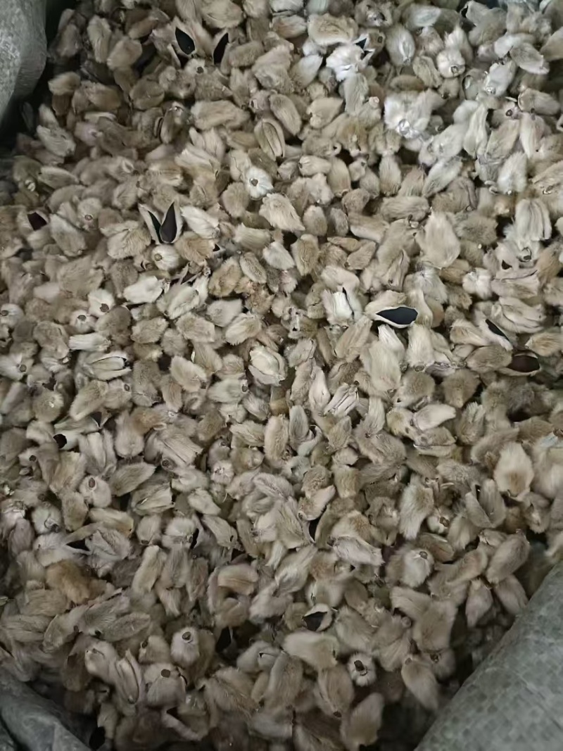 大量供应精品大选辛夷花