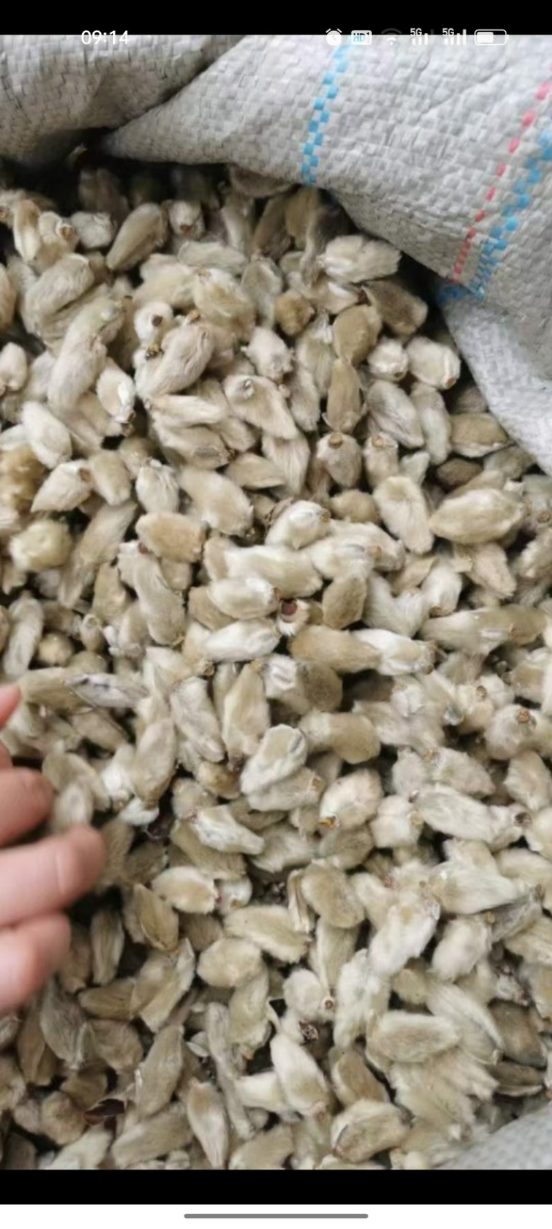 大量供应精品大选辛夷花