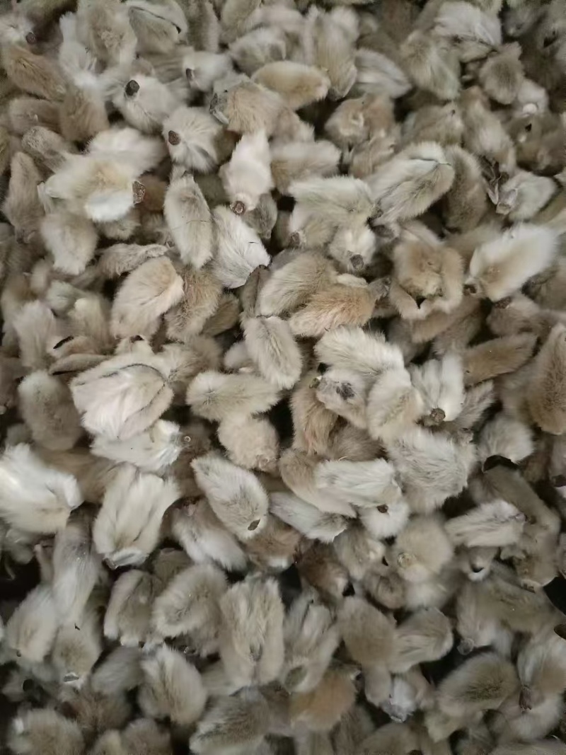 大量供应精品大选辛夷花