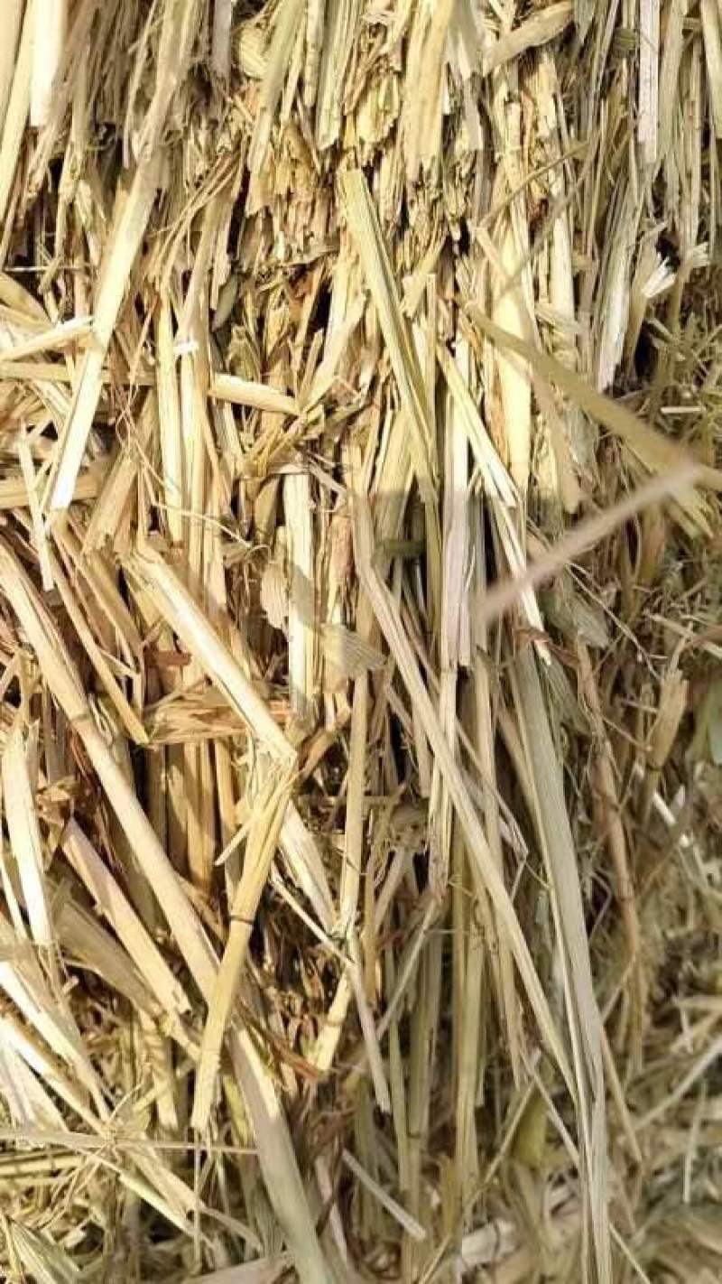 燕麦草（热卖推荐）大量现货供应，欢迎来电洽谈更优惠
