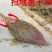 老式天然铁扫把植物草不粘毛家用扫地扫把环卫大扫帚庭院户外