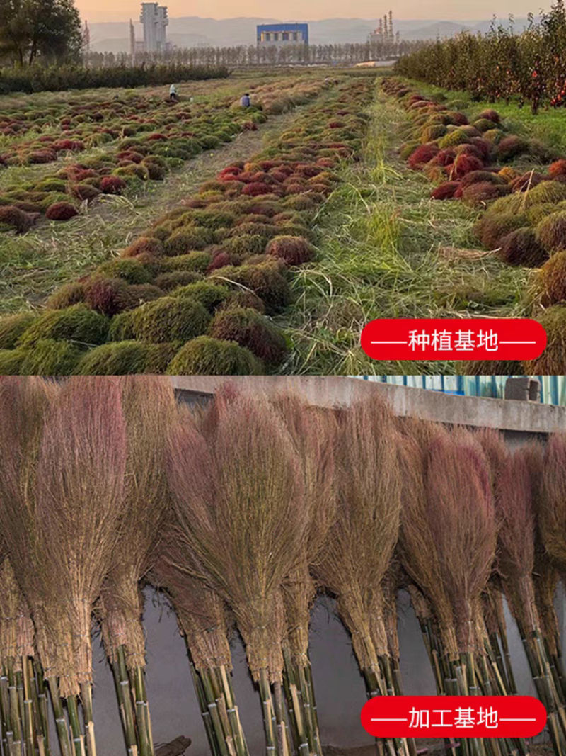 老式天然铁扫把植物草不粘毛家用扫地扫把环卫大扫帚庭院户外