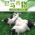 巴马香猪