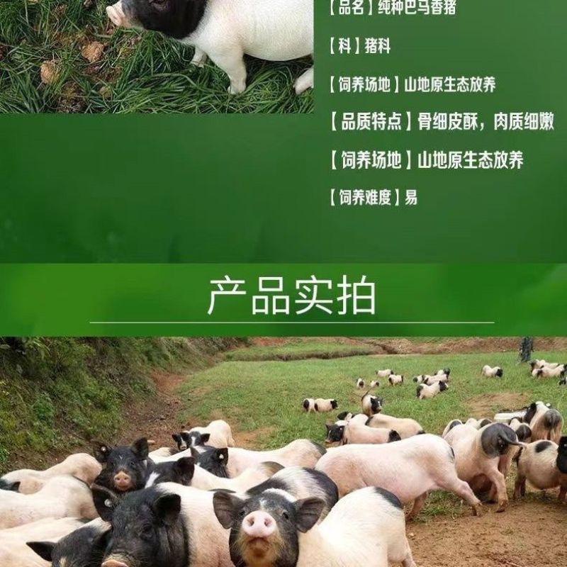 巴马香猪