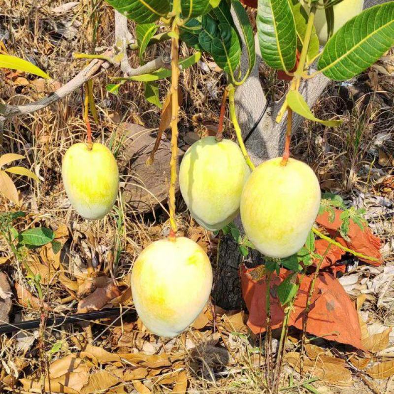 凯特黄袋四川攀枝花黄袋凯特大脸芒凯特