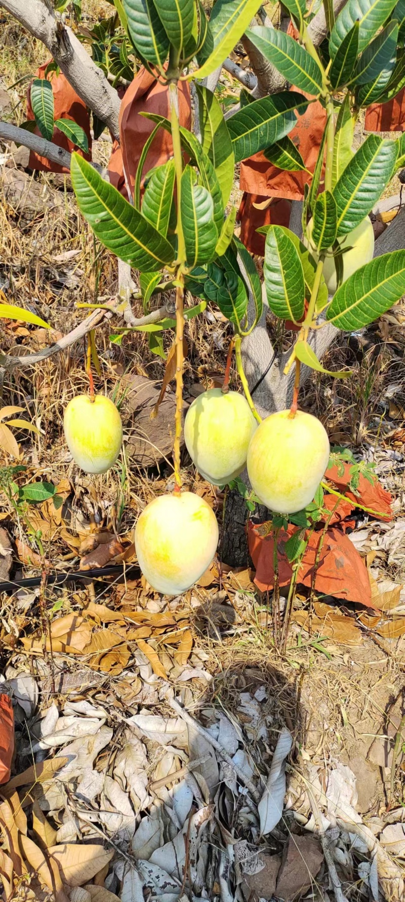 凯特黄袋四川攀枝花黄袋凯特大脸芒凯特