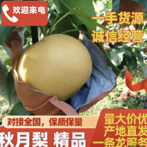 【今日推荐】秋月梨安徽秋月梨大量上市产地直发品质保证