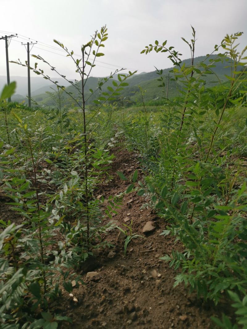 文冠果苗，3o到1米大垅种植裸根苗品质保证