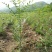 文冠果苗，3o到1米大垅种植裸根苗品质保证